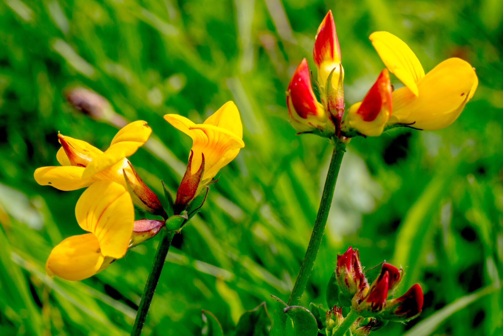 The Marvellous Pea Family | Scottish Wildlife Trust