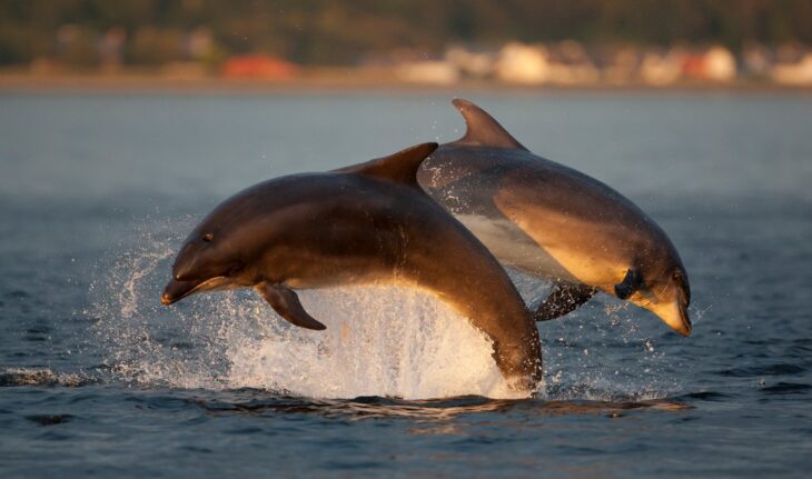 Bottlenose dolphins © John MacPherson, 2020VISION