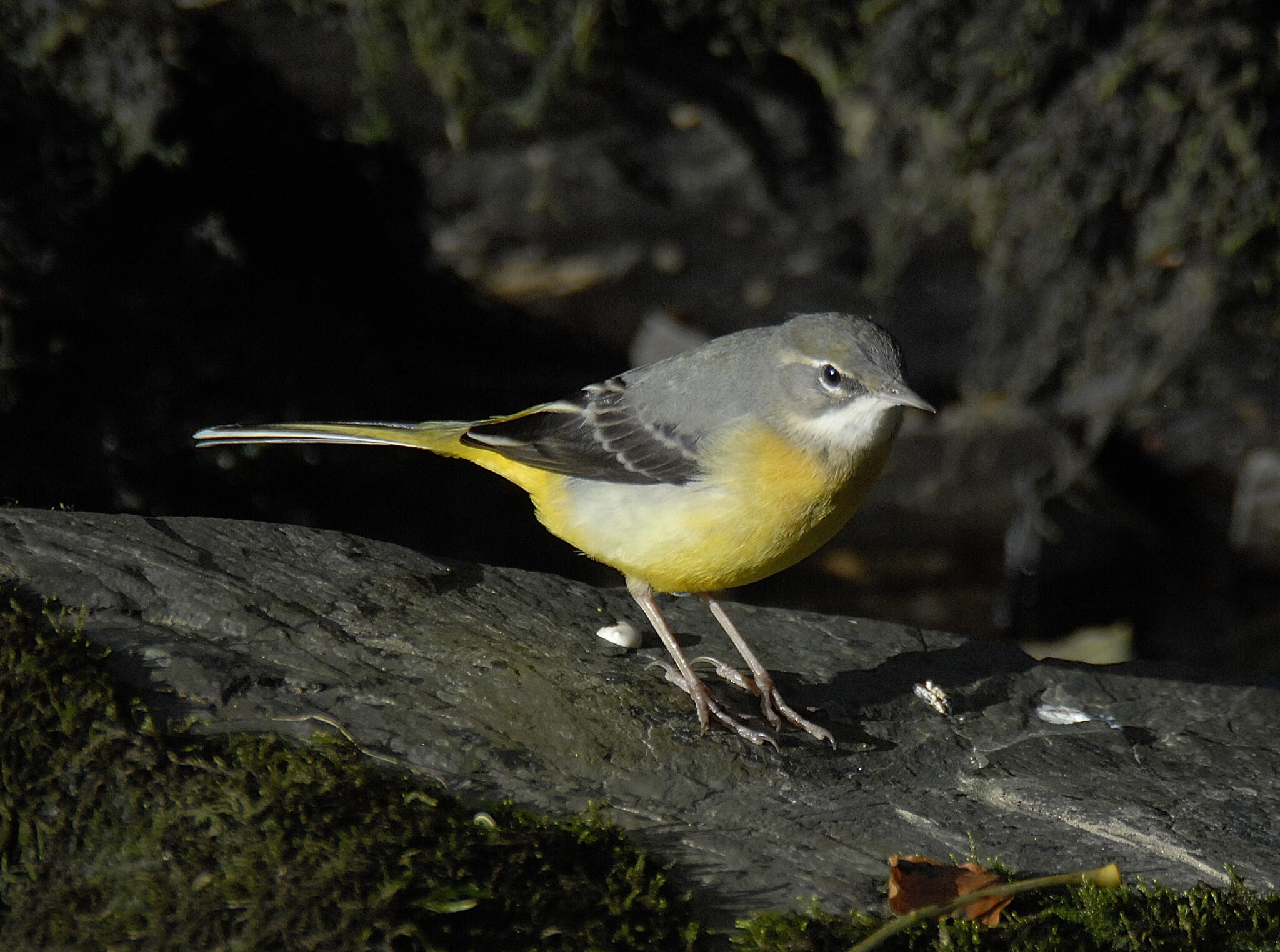 grey wagtail