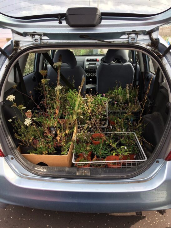 Plants delivered from Granton Hub wildflower nursery -  a joint venture with RBGE -  ready for planting out into Seafield grassland © Leonie Alexander / RGBE 