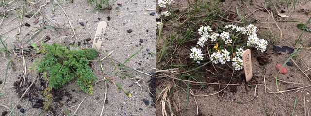 Some of the plants established on the Cramond foreshore © Leonie Alexander / RGBE