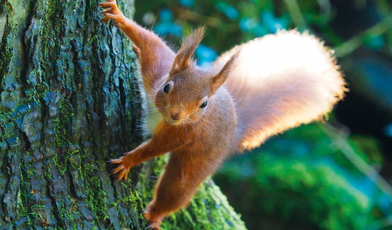 Lowes in the summer | Scottish Wildlife Trust