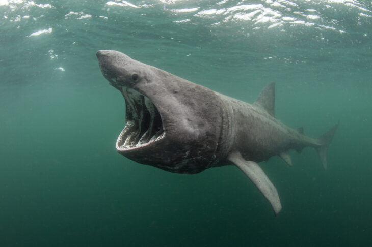 Basking shark © Alexander Mustard, 2020VISION