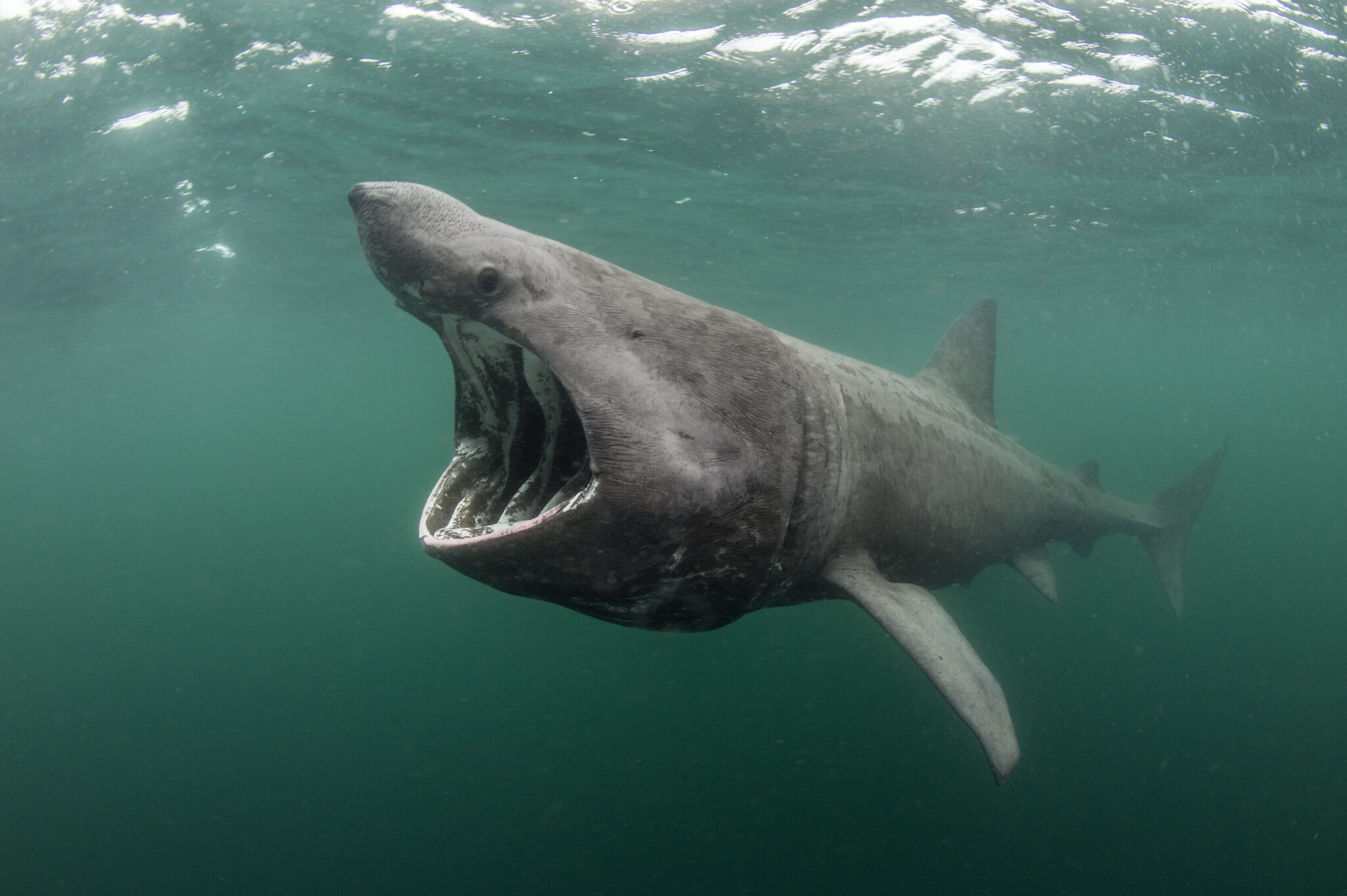 Support The World s First Basking Shark MPA News Scottish Wildlife 