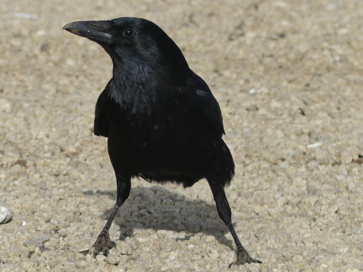 Identifying Rooks  BTO - British Trust for Ornithology