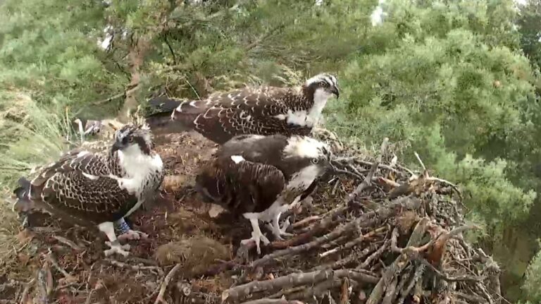 How ospreys find their way from Scotland to Africa | Scottish Wildlife ...