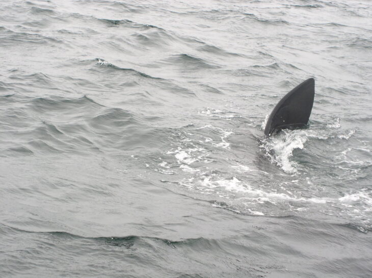 Basking shark off Isle of Rum © Calum Duncan, MCS