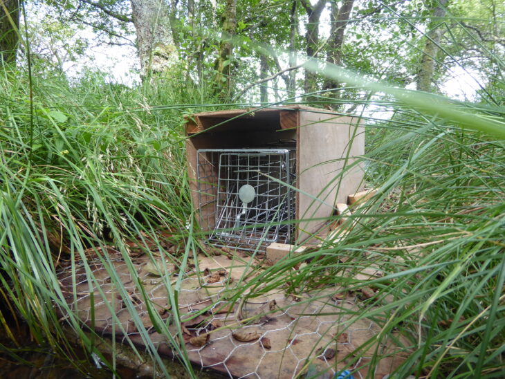 Mink Raft ©Josie Gibberd