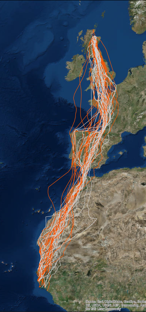 osprey migration tracking