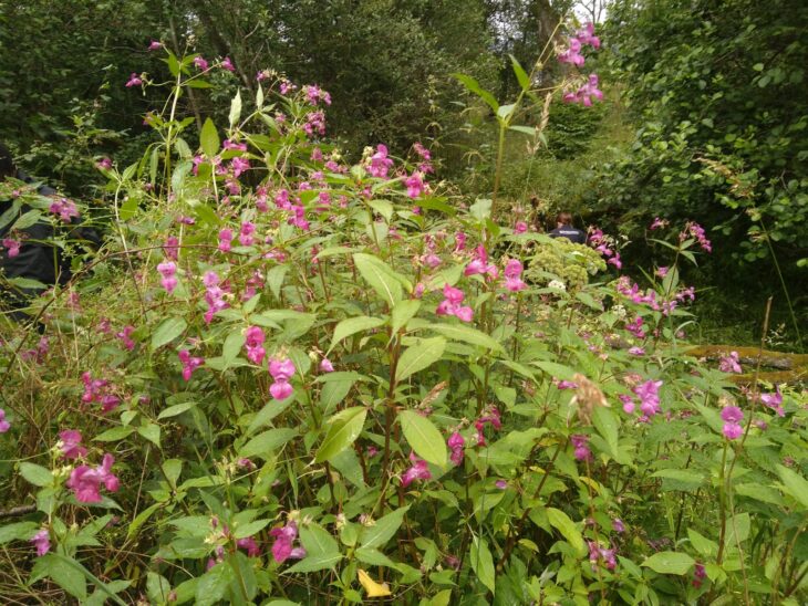 Himalayan Balsam at one of our Tummel Shingle Island Reserves ©Sara Rasmussen