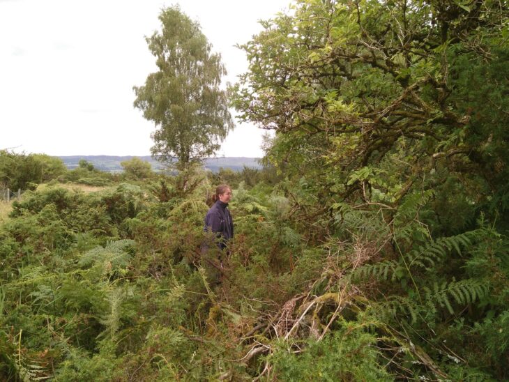 An assistant ranger freeing juniper from bracken at Balnaguard Reserve © Sara Rasmussen