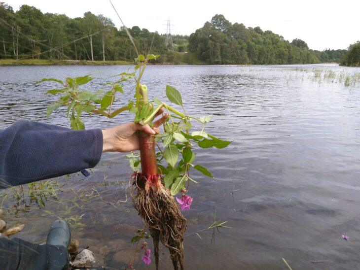 A particularly chunky Himalayan Balsam root at our Tummel Shingle Islands Reserve © Sara Rasmussen