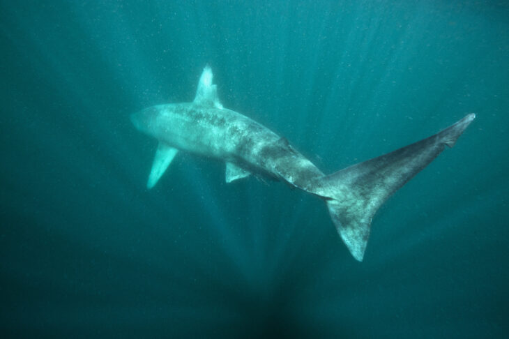 Basking Shark © Alexander Mustard, 2020VISION