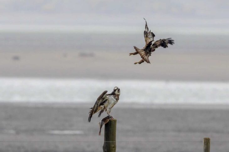 why do ospreys migrate