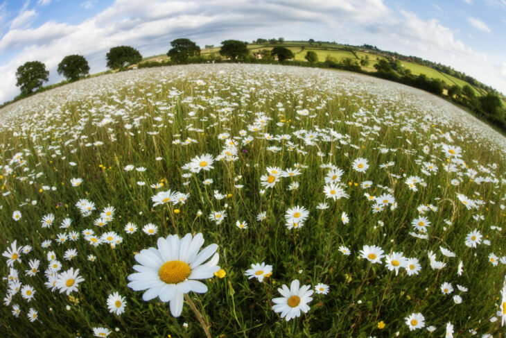 Traditionally managed wildflower meadow with ox-eye daisies