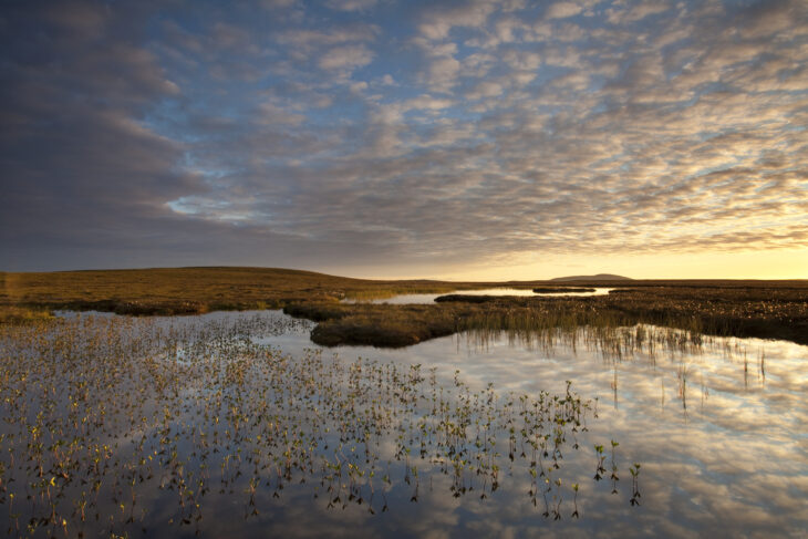 Bogbean growing in pool on peatland at dawn © Mark Hamblin/2020VISION