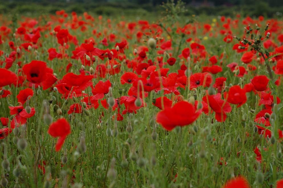 Common Poppy Species Profile Scottish Wildlife Trust