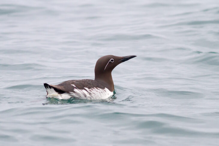 Guillemot