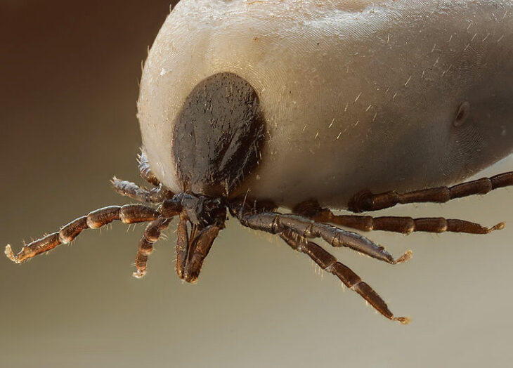 can ticks jump from dogs to humans