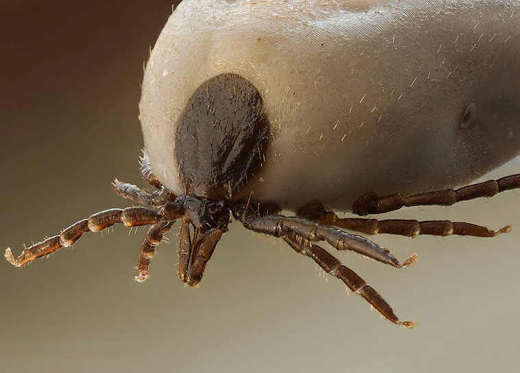 Ticks And Lyme Disease What You Need To Know Scottish Wildlife Trust 6329