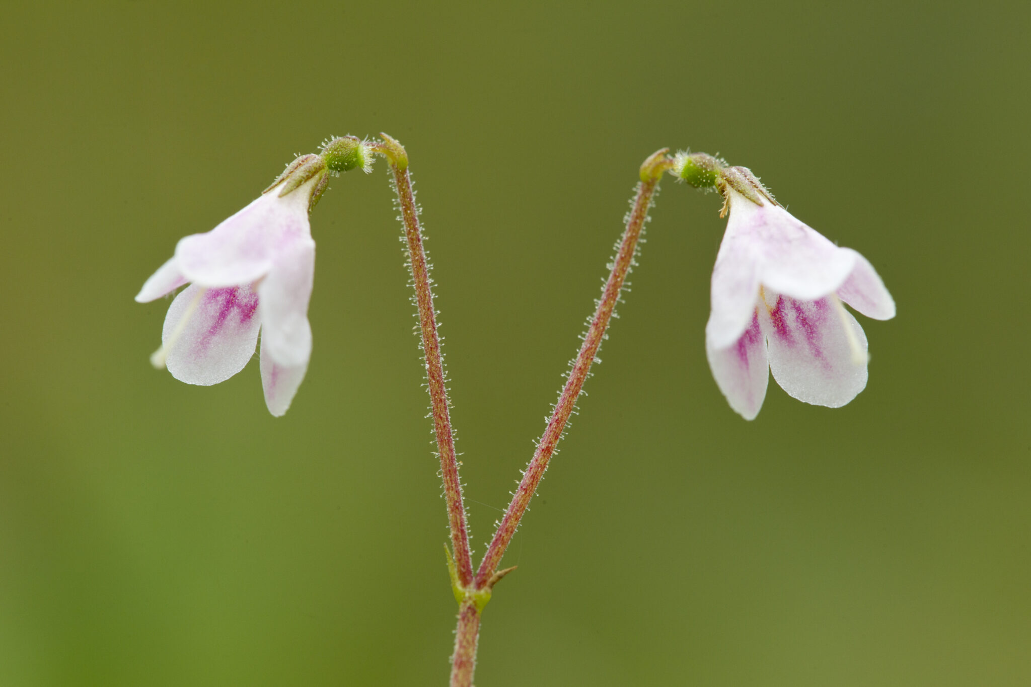 Twinflower | Species profile | Scottish Wildlife Trust