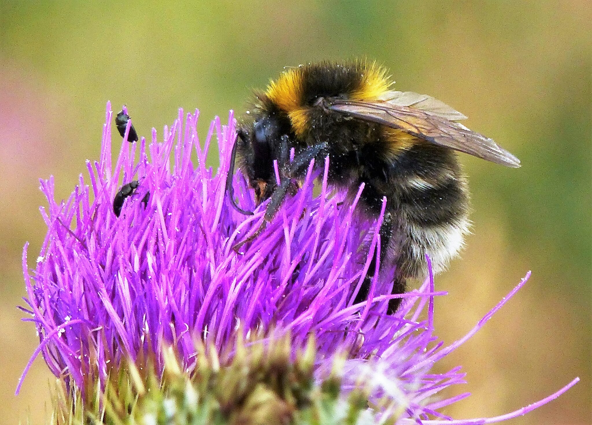 Garden bumblebee 