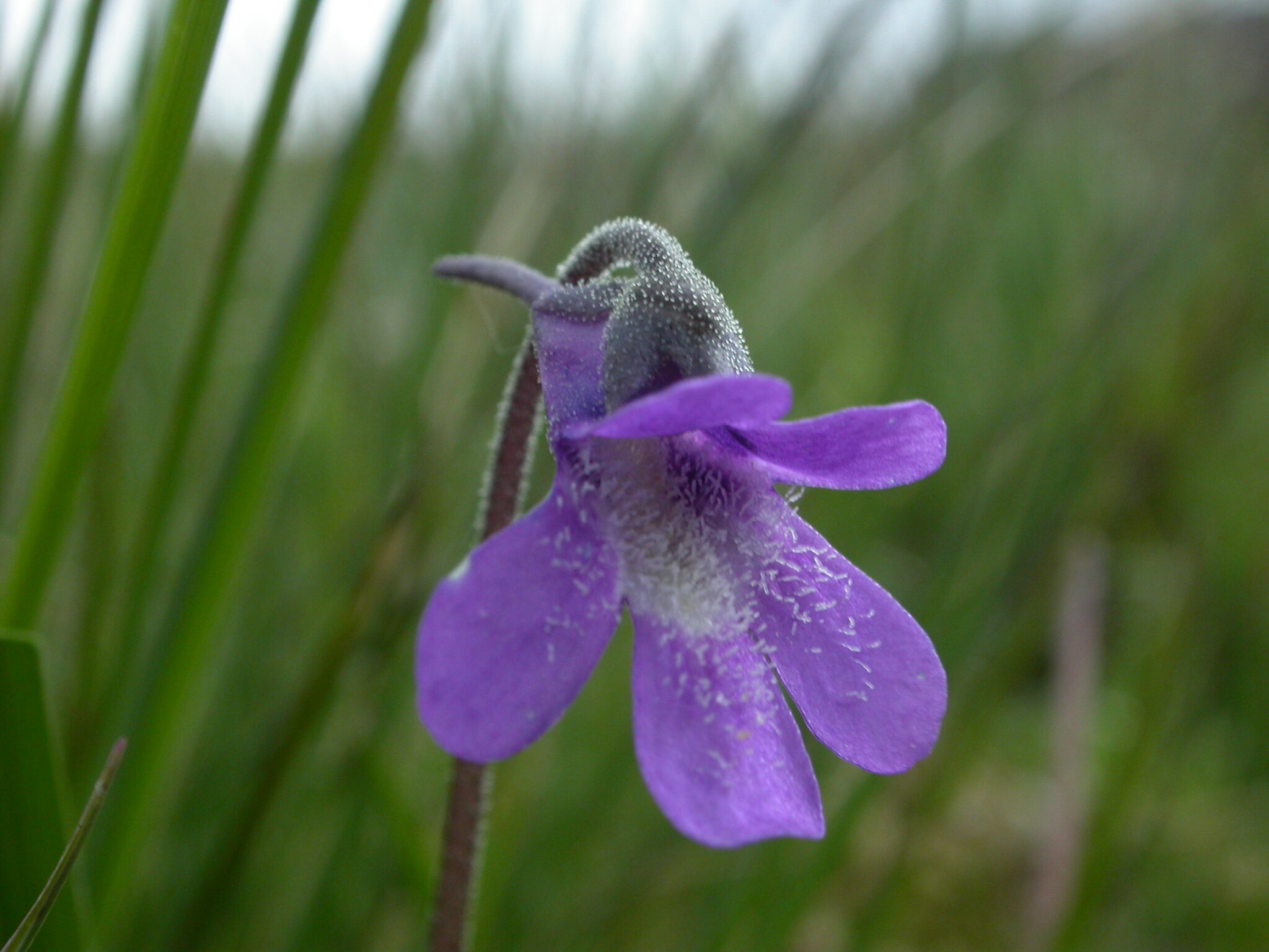 Common butterwort Species profile Scottish Wildlife Trust