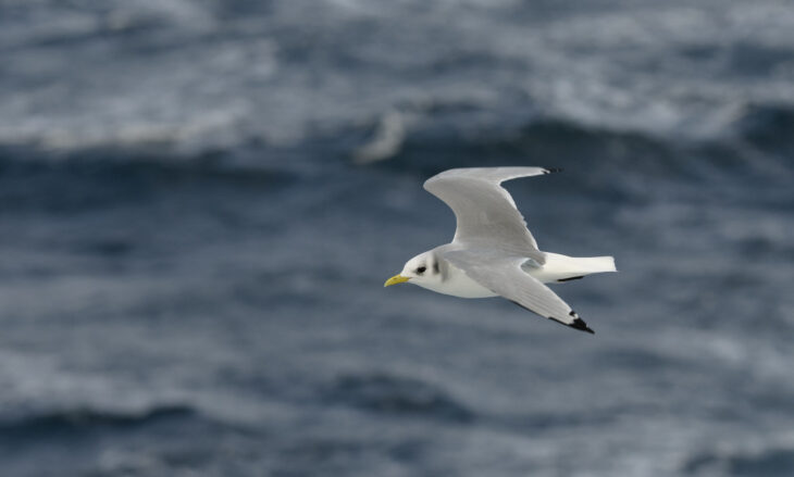 Kittiwake