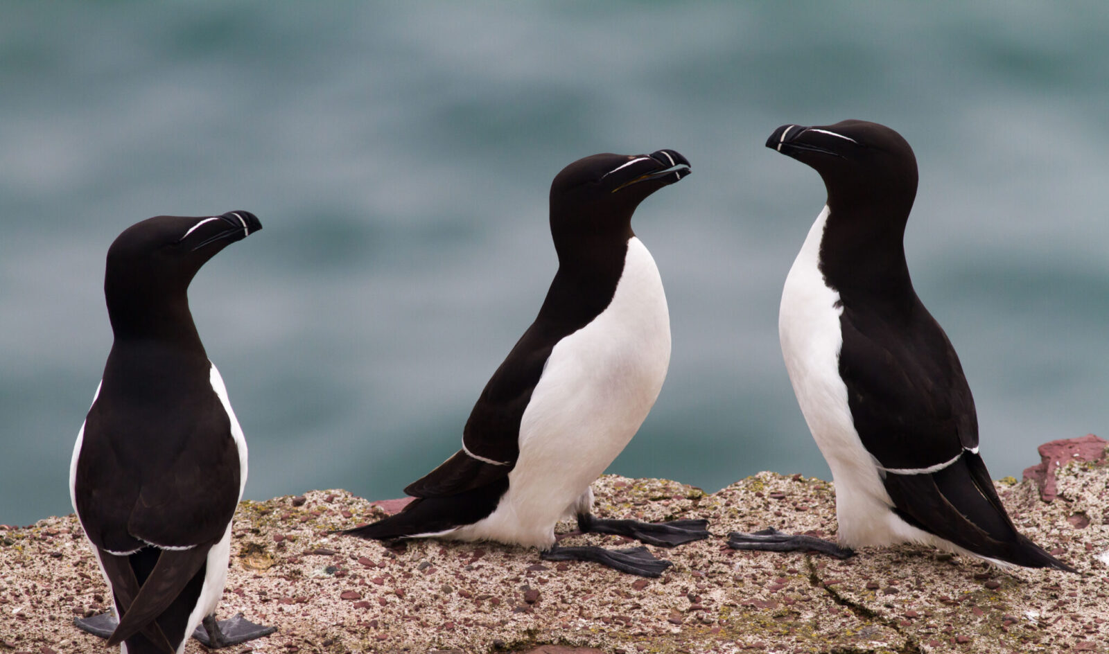 Razorbill | Birds | Species profile | Scottish Wildlife Trust