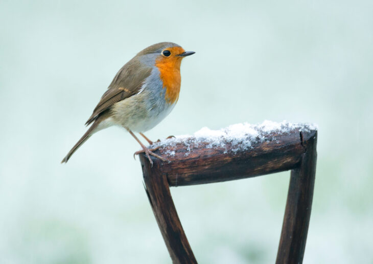 Why do we associate robins with Christmas? | Scottish Wildlife Trust