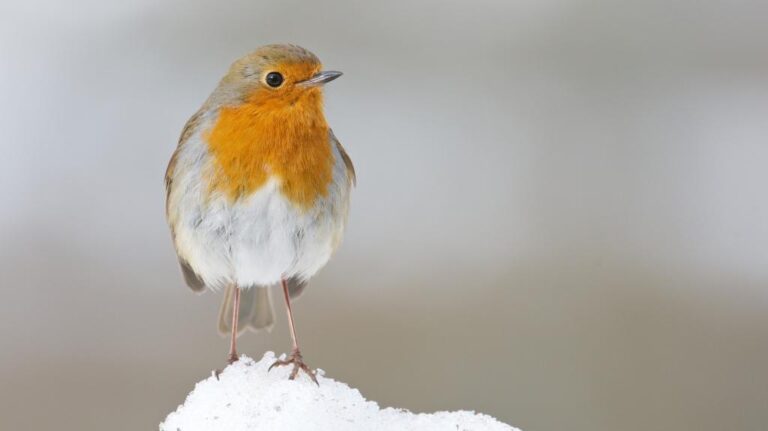 Why do we associate robins with Christmas? | Scottish Wildlife Trust