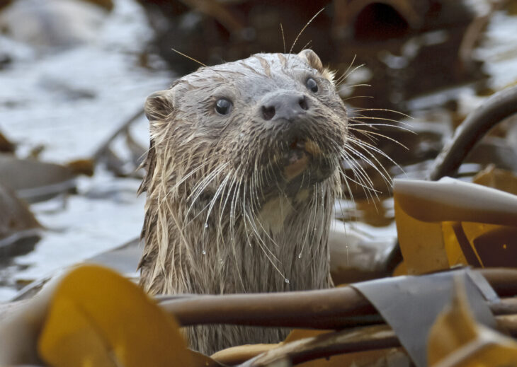 Otter © Chris Gomersall, 2020VISION