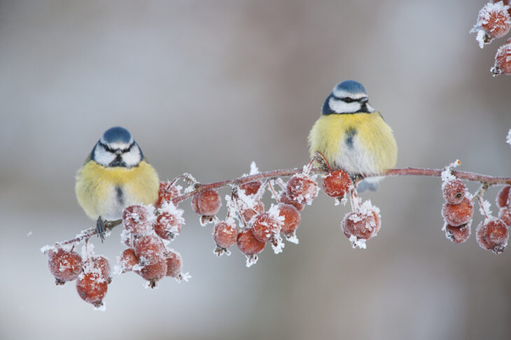 Blue tits in snow © Mark Hamblin/2020VISION