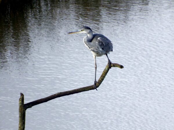 Herons and Egrets | Scottish Wildlife Trust