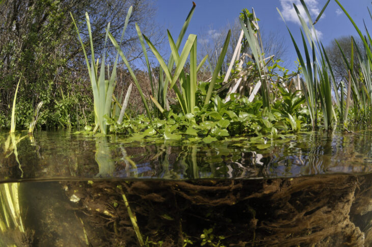 Split level pond © Linda Pitkin/2020VISION