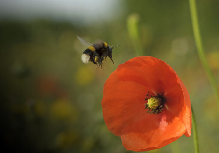 Field poppies and buff-tailed bumblebee
