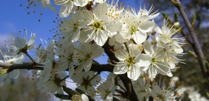 Blackthorn (Prunus spinosa)