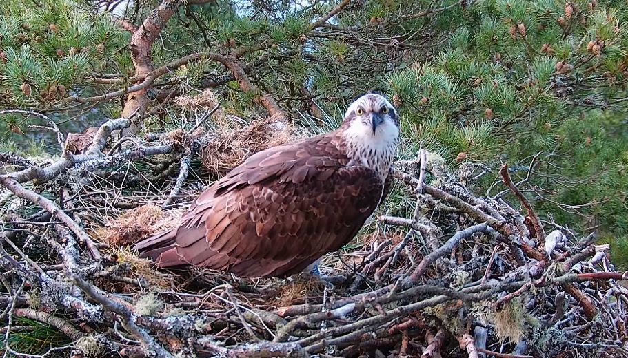 New female osprey at Loch of the Lowes | Scottish Wildlife Trust