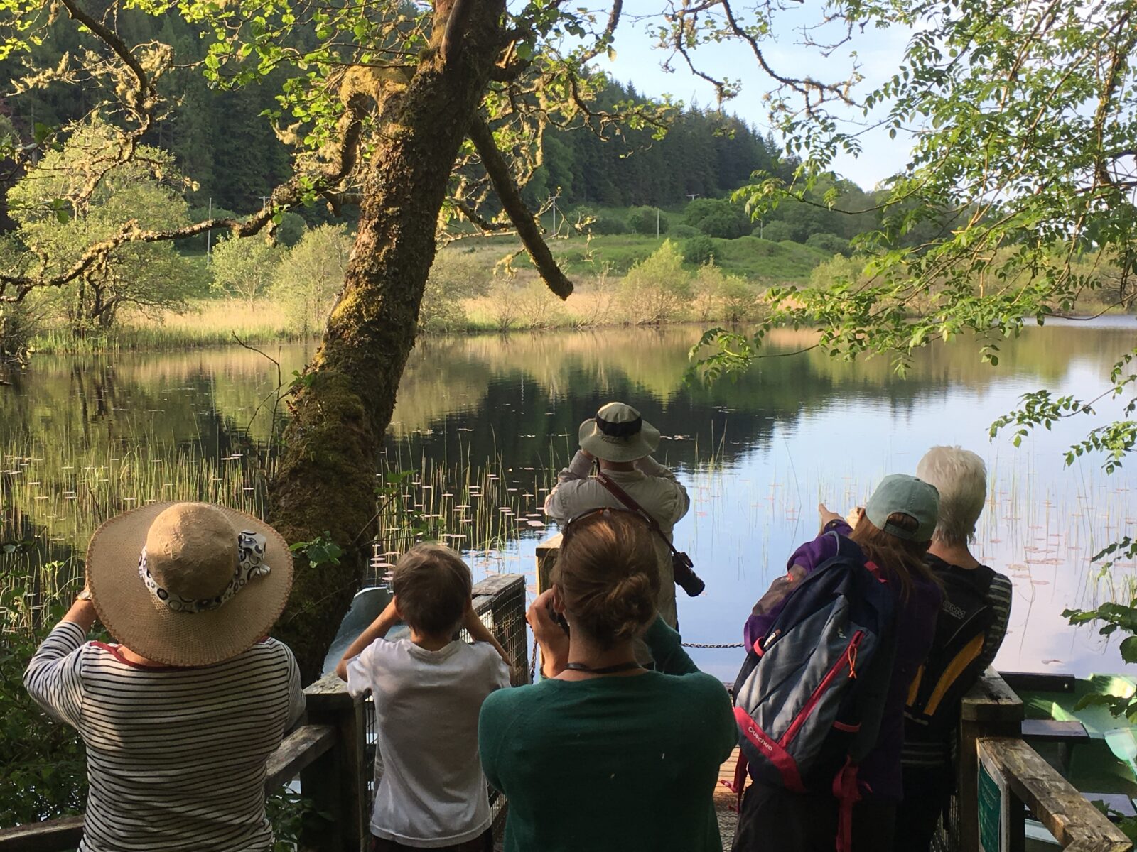 Why beavers are a keystone species for wildlife tourism in Knapdale