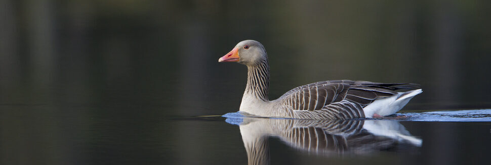 greylag goose