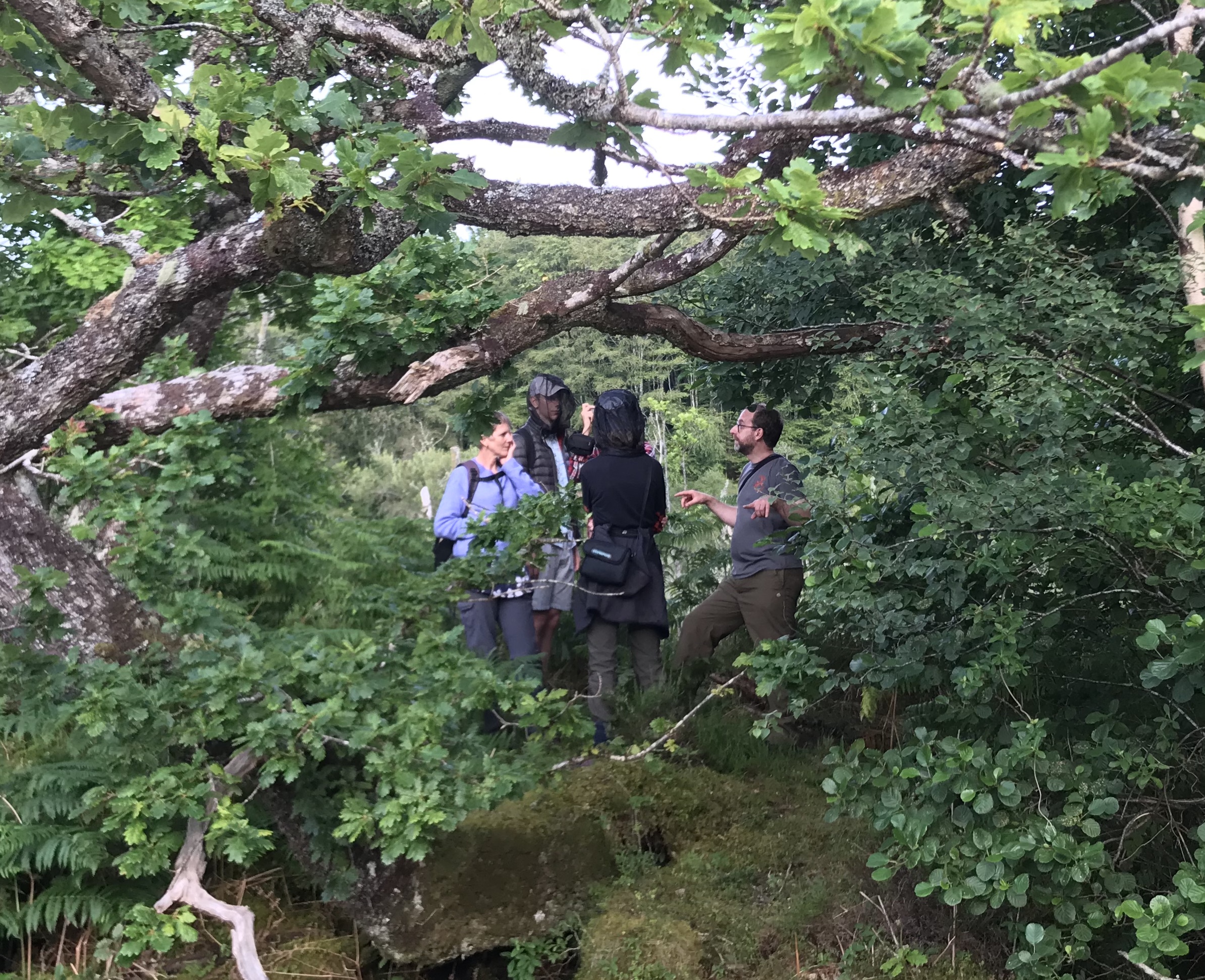 Why beavers are a keystone species for wildlife tourism in Knapdale