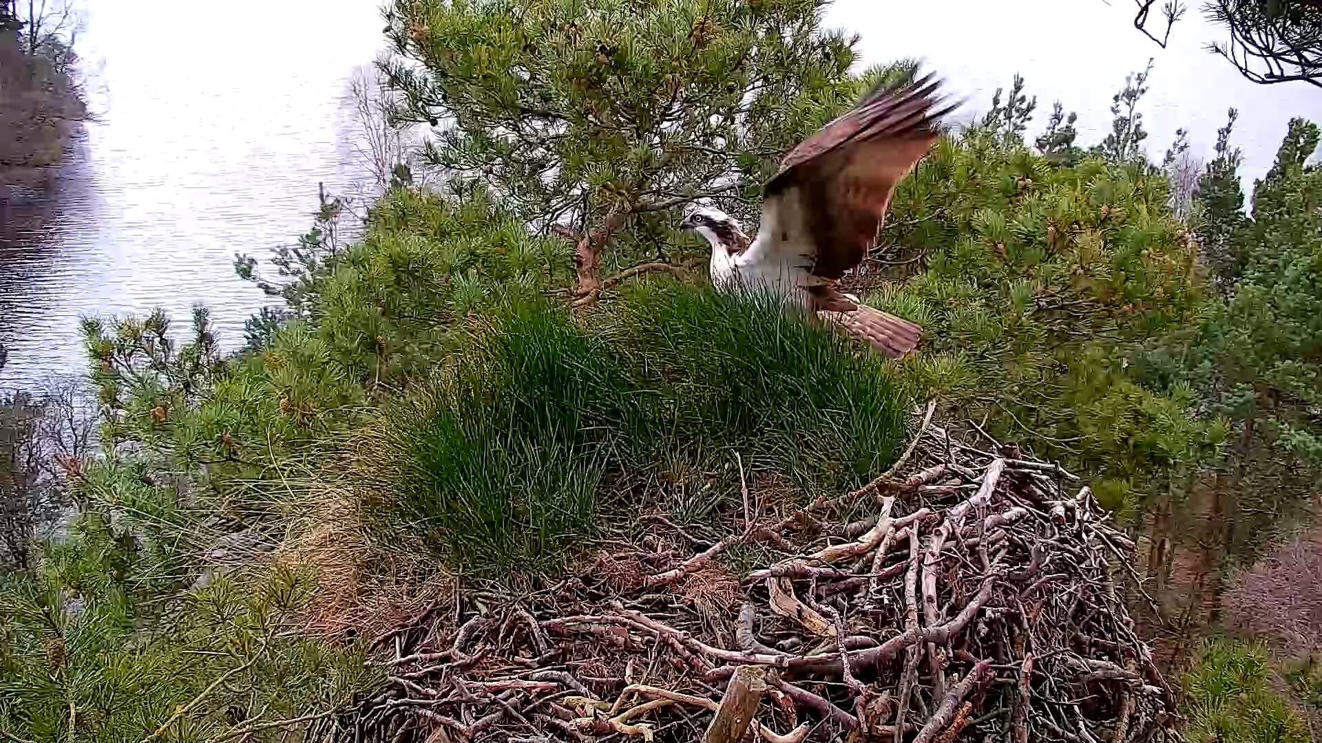 Osprey Lm12 Arrives Back At Loch Of The Lowes Scottish Wildlife Trust