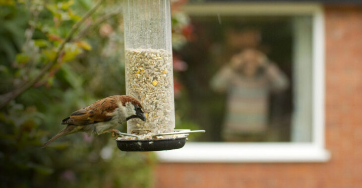 Window birdwatching © Ben Hall/2020VISION