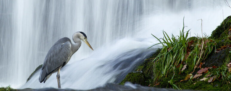 Grey heron | Species profile | Scottish Wildlife Trust