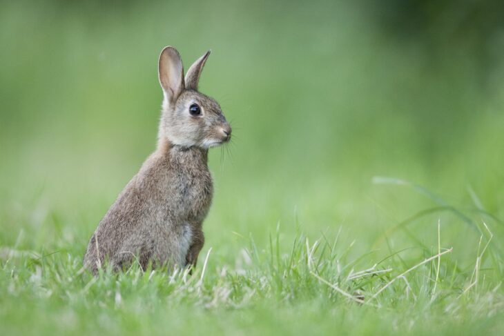 Rabbit © Guy Edwardes/2020VISION