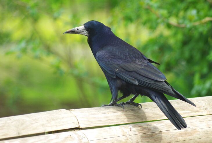 Rook  BTO - British Trust for Ornithology