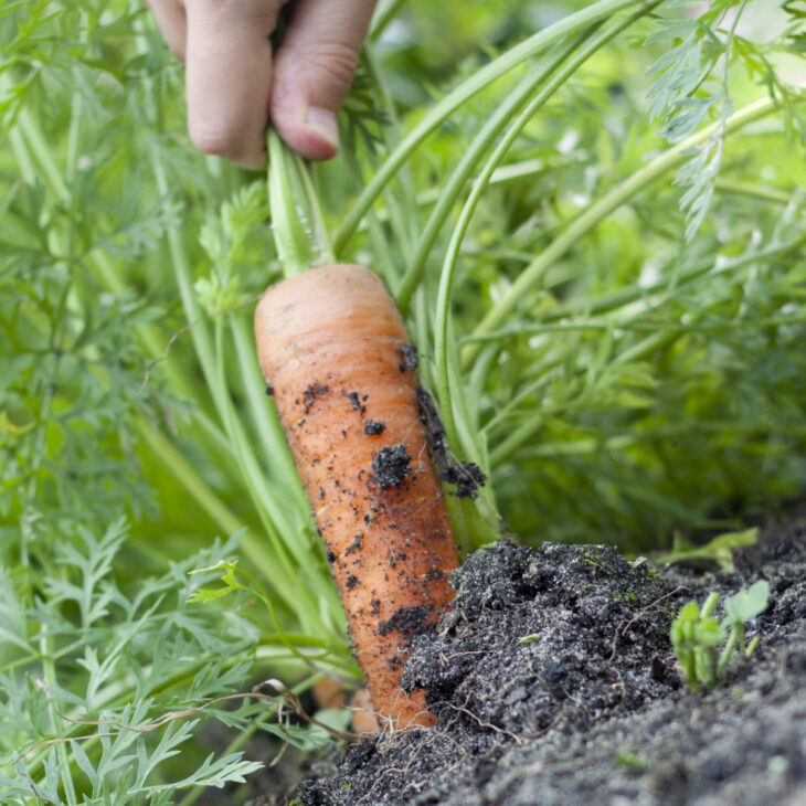 Carrot pulled from soil - Tom Marshall