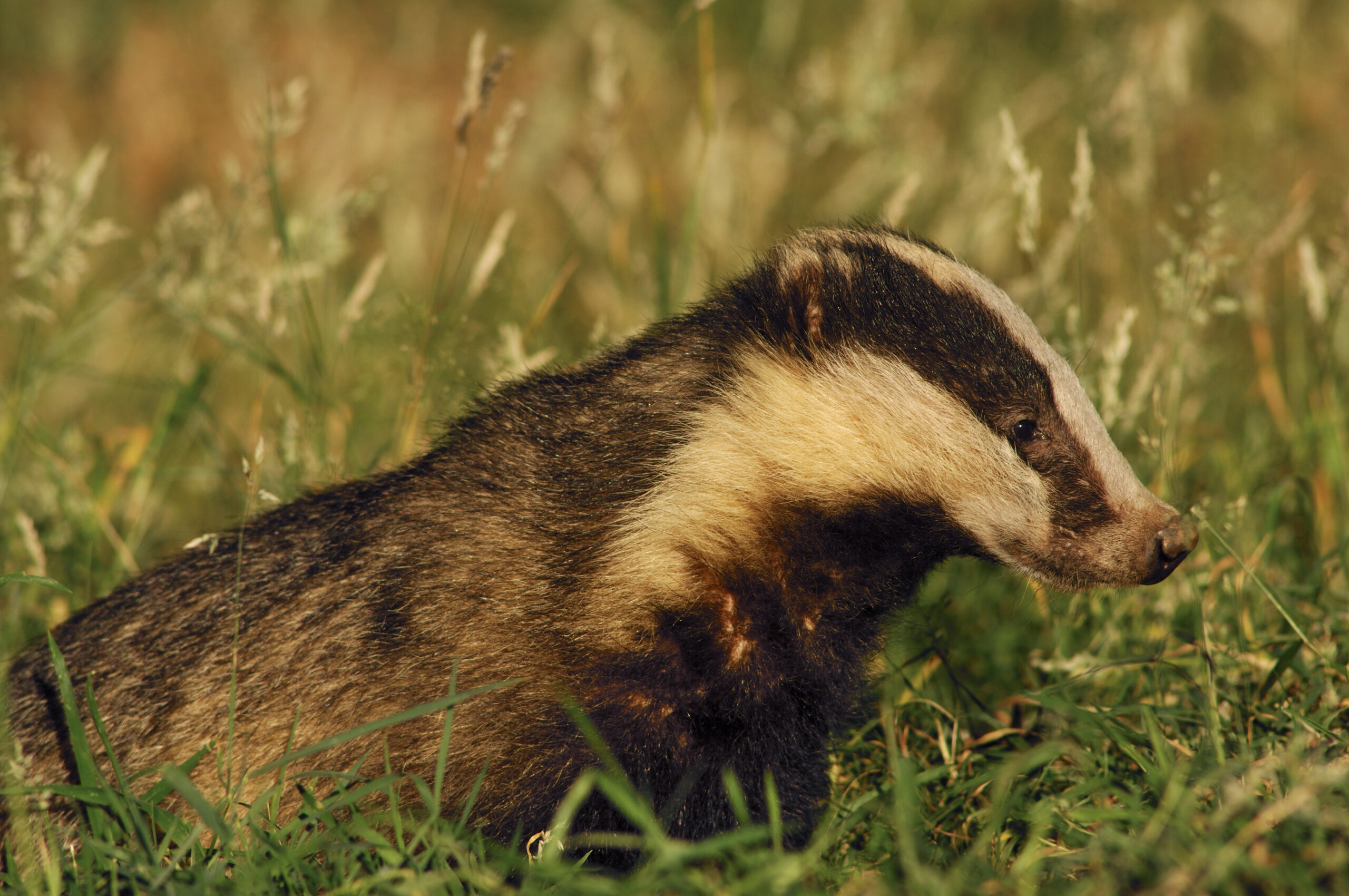 Learn how to draw wildlife | Learning Zone | Scottish Wildlife Trust