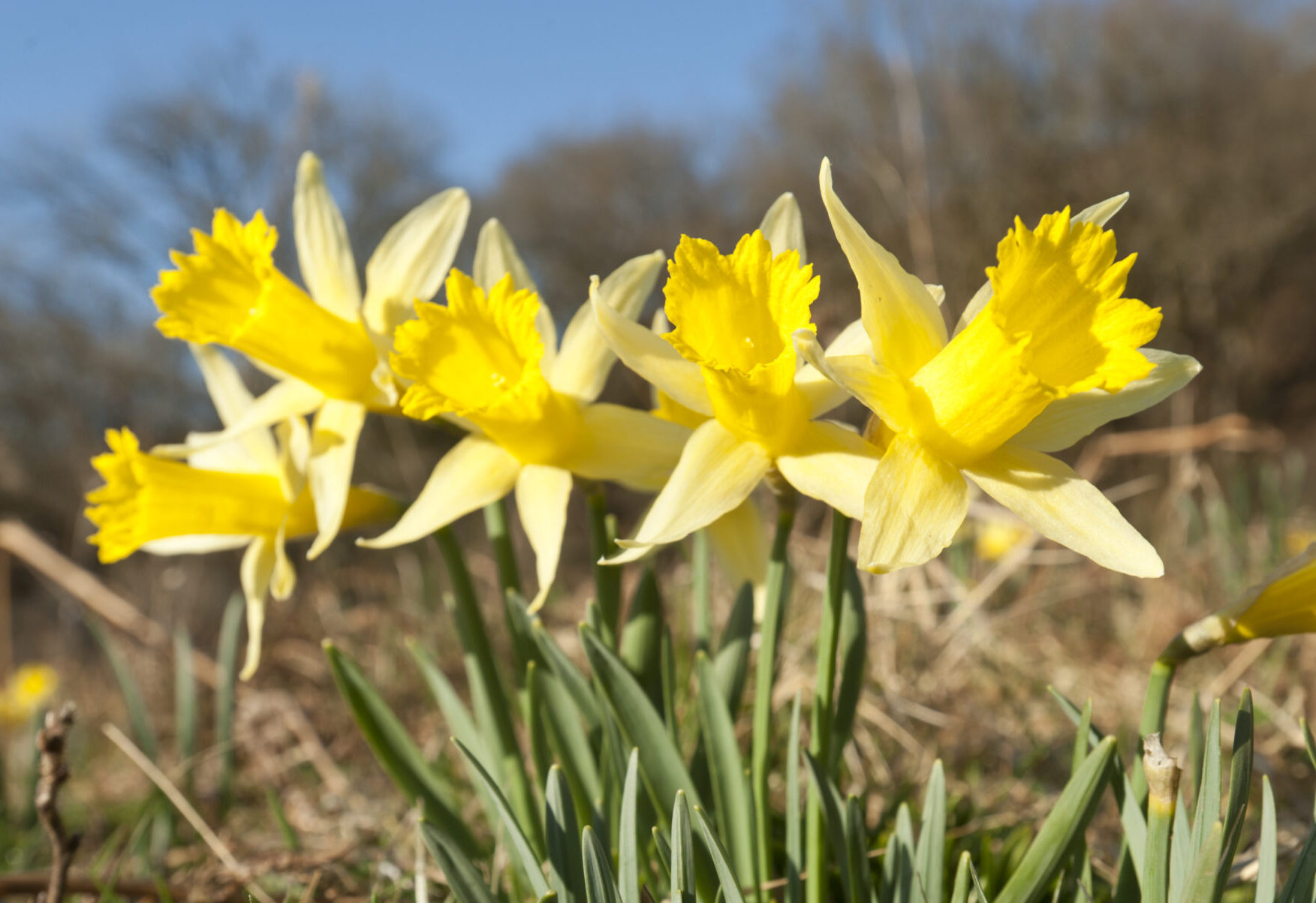 Make your own spring daffodil | Learning Zone | Scottish Wildlife Trust