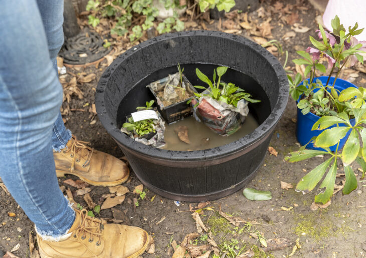 Bucket wildlife pond © Penny Dixie